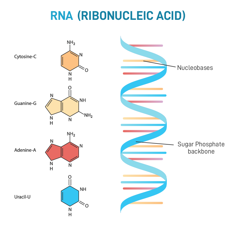 illustration of RNA's molecular structure